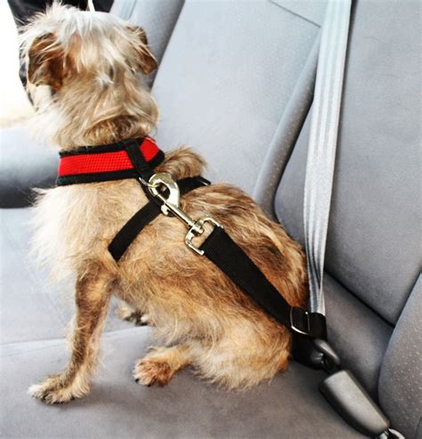 seat belts for small dogs.